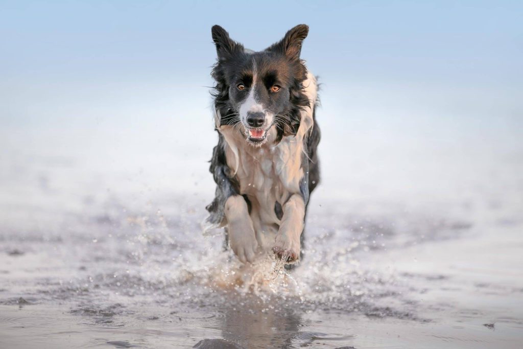 Alice Border Collie running out of water at beach