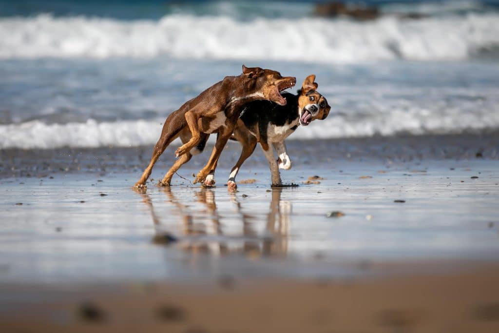 Pen and Rustie dogs playing on beach