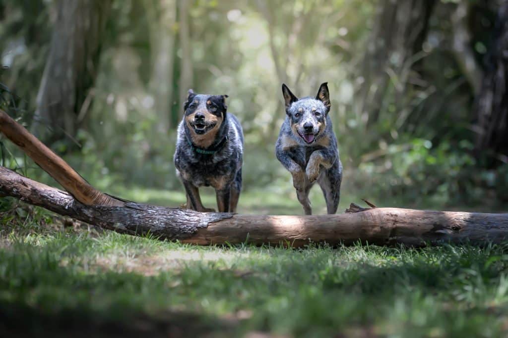 Remy and Toby jumping over log blue heelers