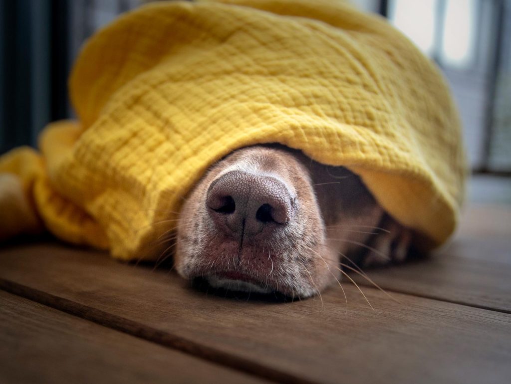 Rustie nose out of blanket