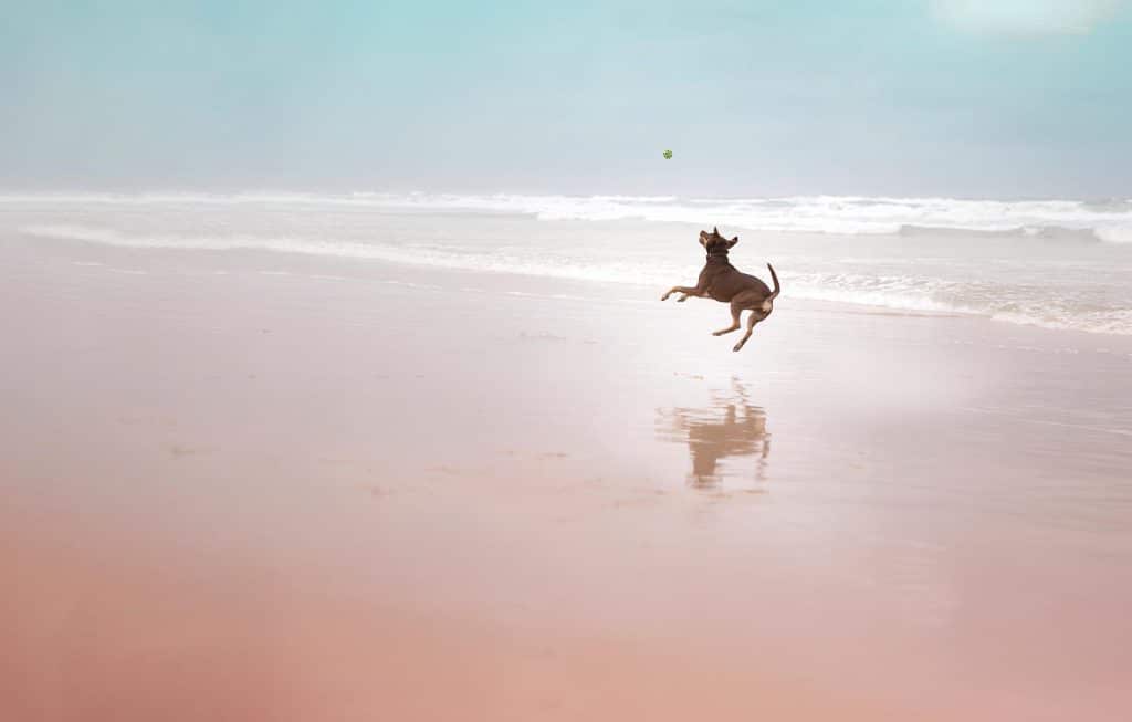 Rustie jumping at beach