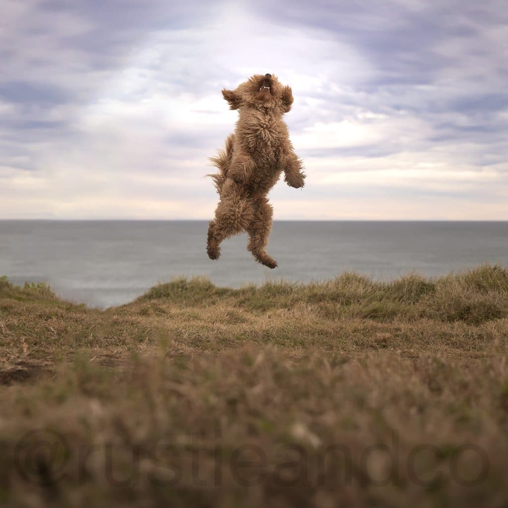 Chip the Groodle jumping mid air at beach