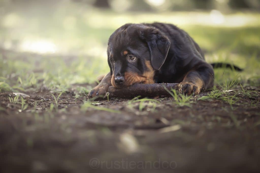 dog puppy chewing a stick