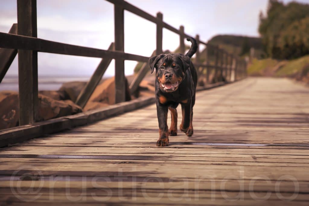 dog walking on the bridge next to the coast