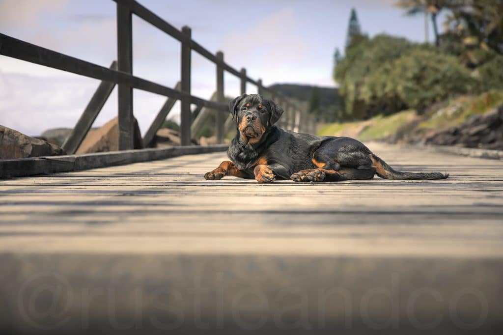 dog lying on a bridge