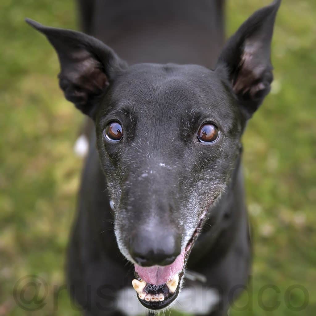 close up picture of seymour the greyhound looking up