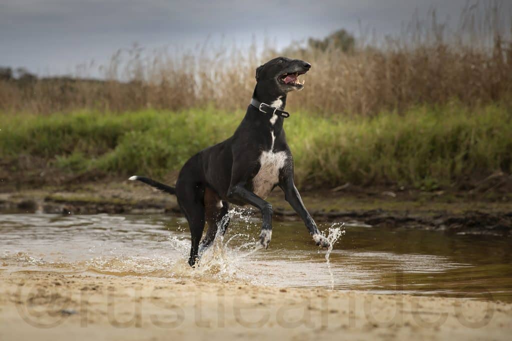 seymour the greyhound splaying through water