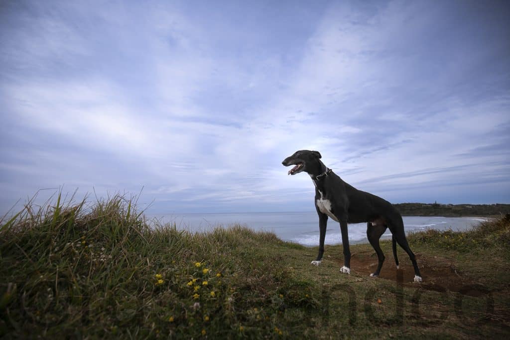 greyhound seymour standing at the edge of a cliff