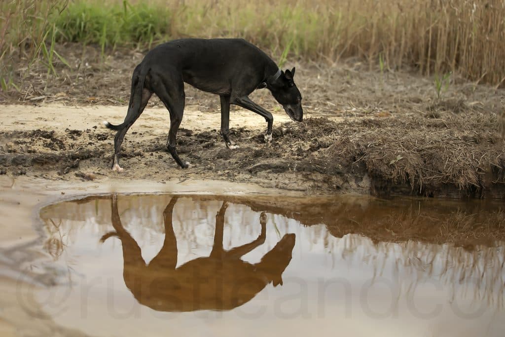seymour greyhound with reflection in the water