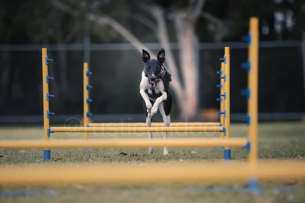 dog jumping black and white obstacle run for dogs