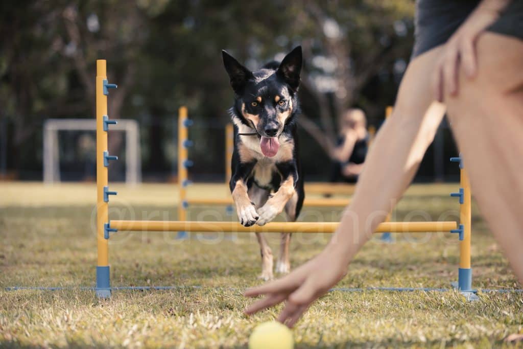 black kelpie dog training catching a ball dog training