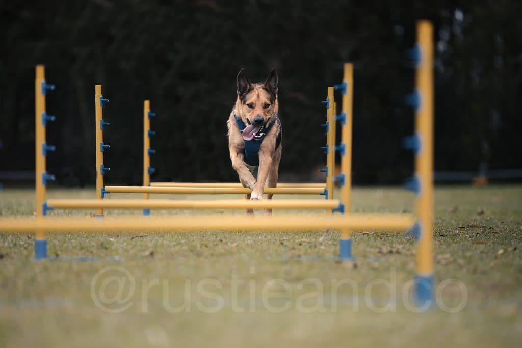 dog jumping over obstacles