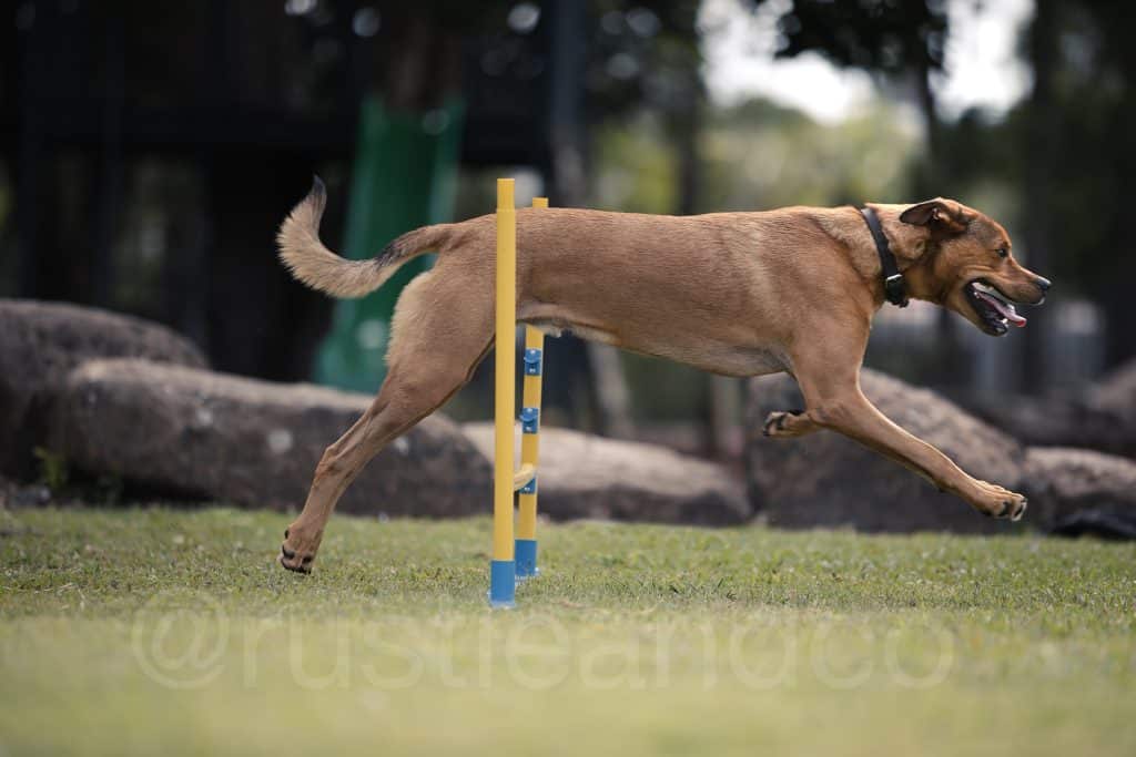brown dog profile jumping