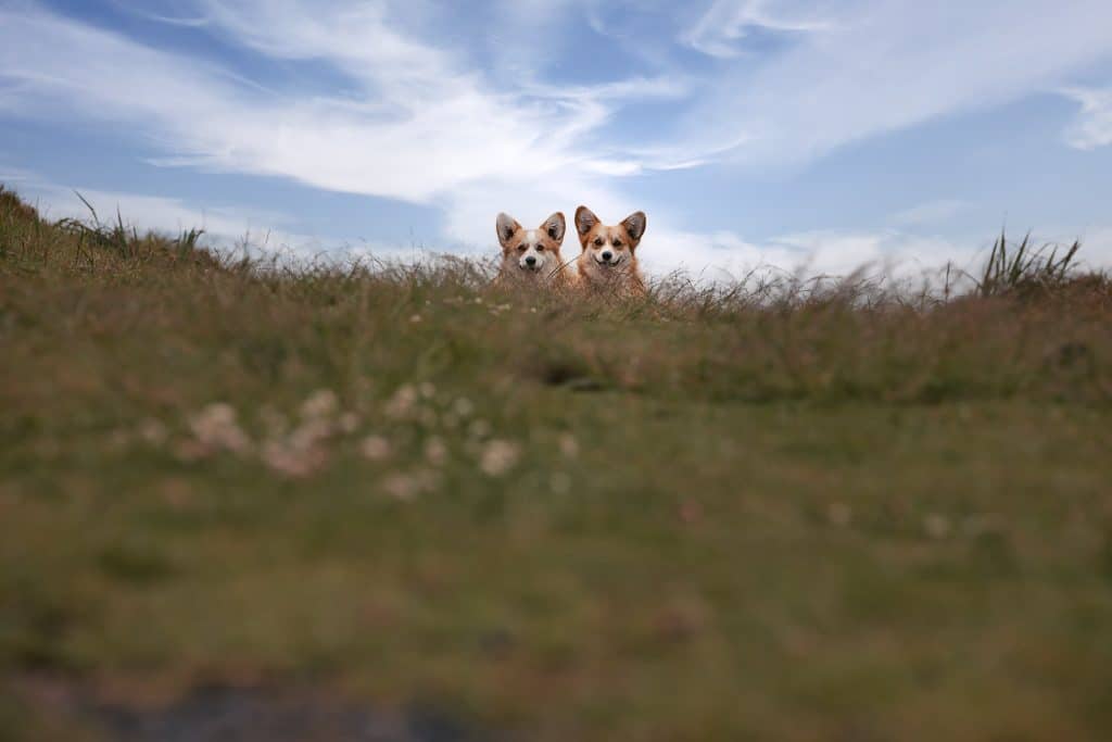 two dogs on the horizon