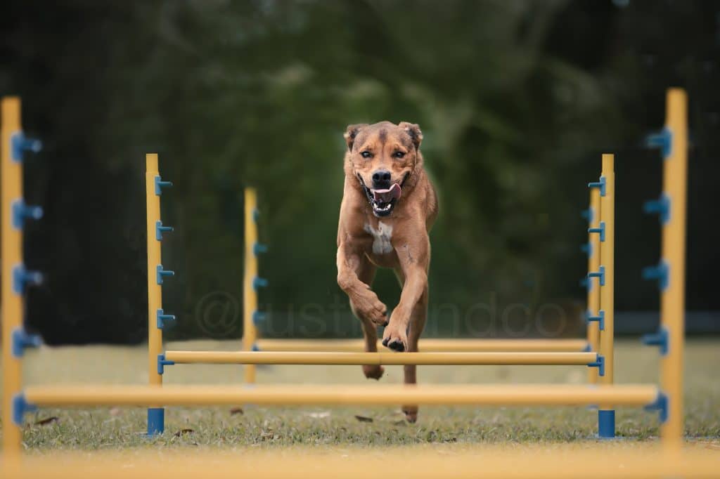 dog running and jumping over obstacles