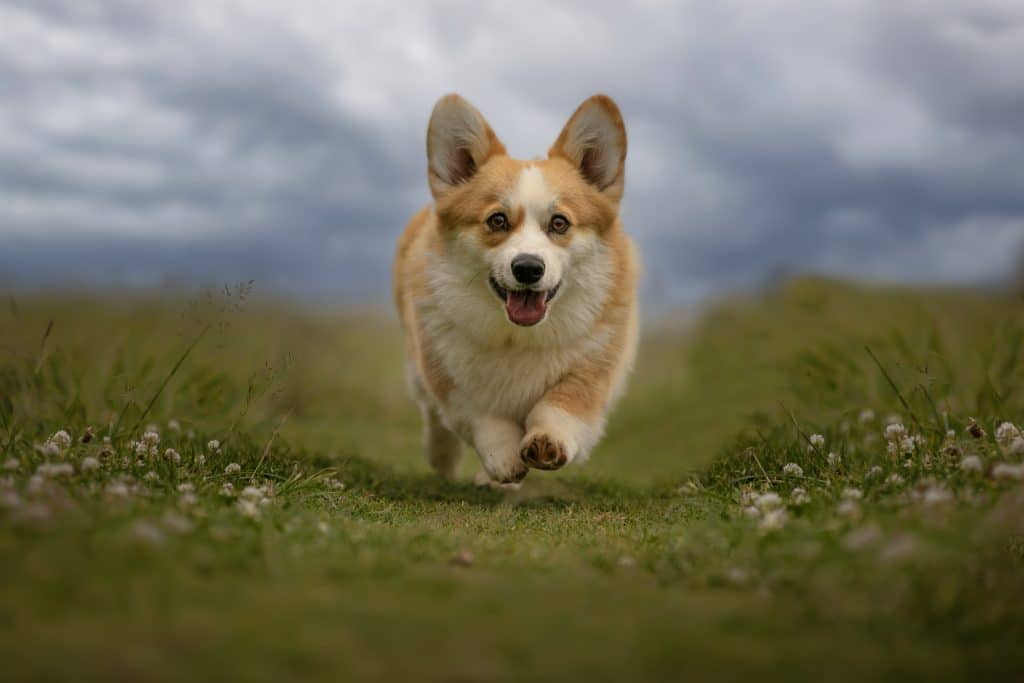 corgis dog running on a meadow