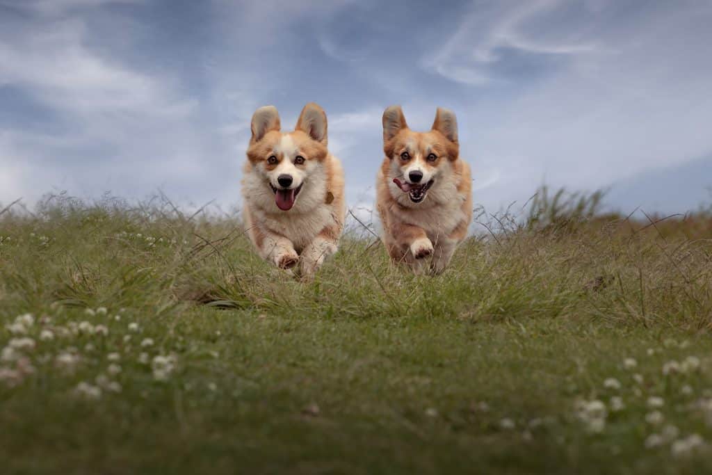 dogs running together on a meadow