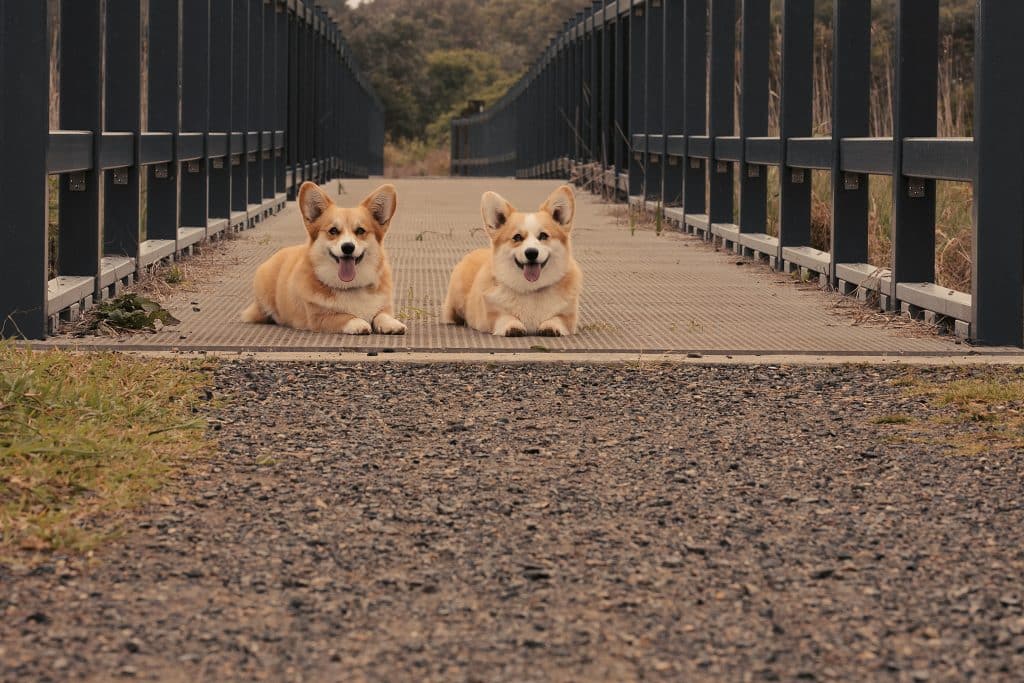 happy dogs sitting on the bridge
