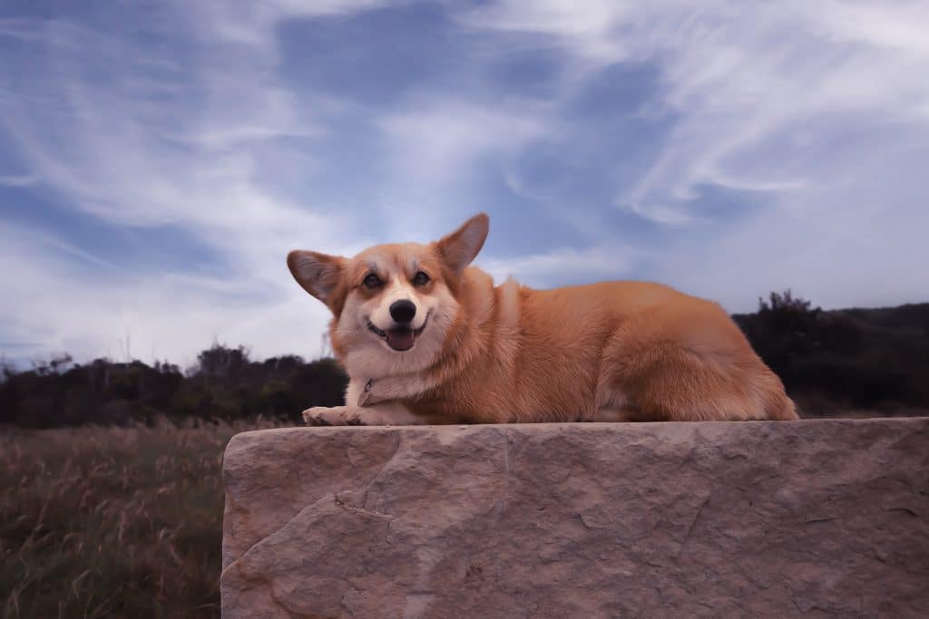 corgis dog laying on a rock
