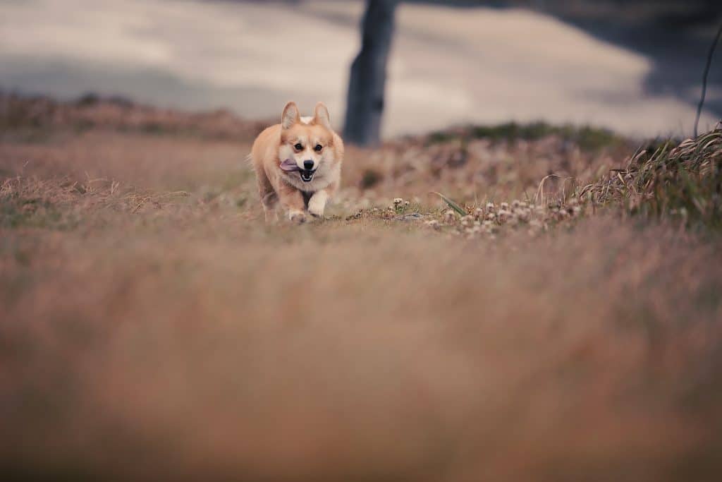 dog running up the hill