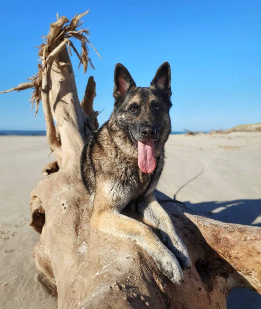 Zeus German Shepherd on a log