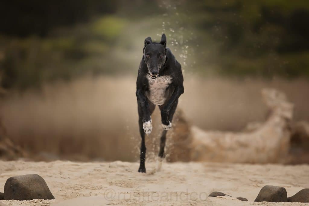seymour the greyhound running on sand