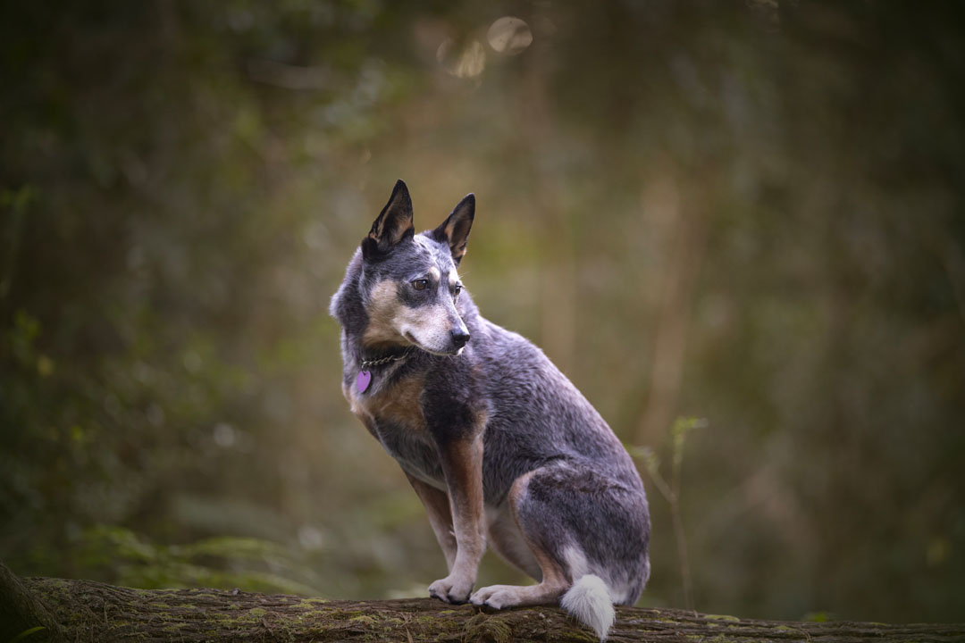 Forest photoshoot